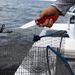 Sculpin Snips