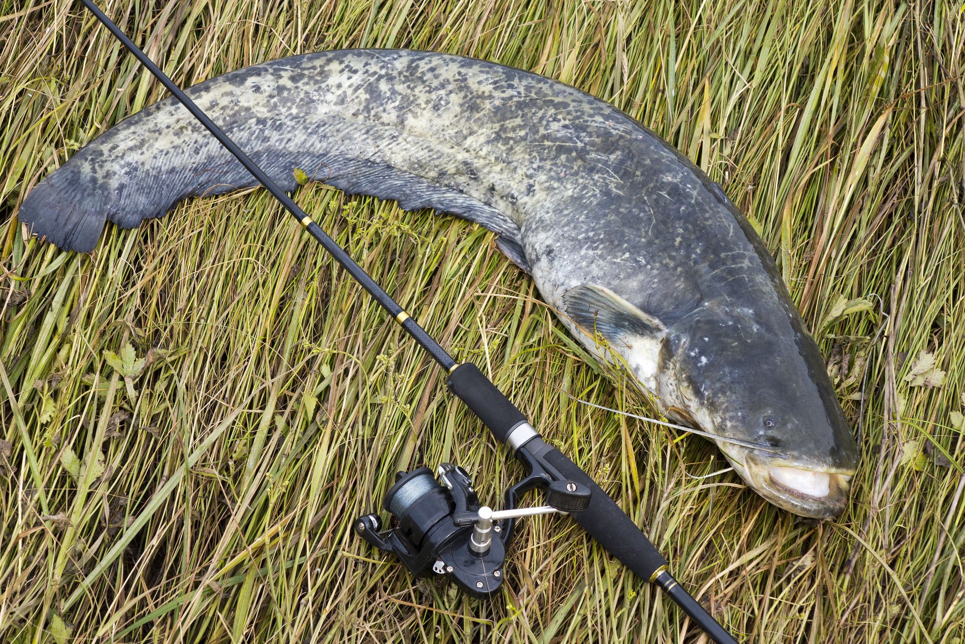 Berkley Glowstick Catfish Spinning Combo